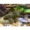Zbrojnik - Glonojad - Ancistrus sp.